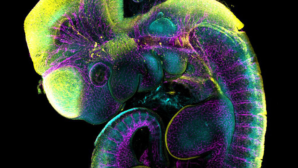 mouse embryo