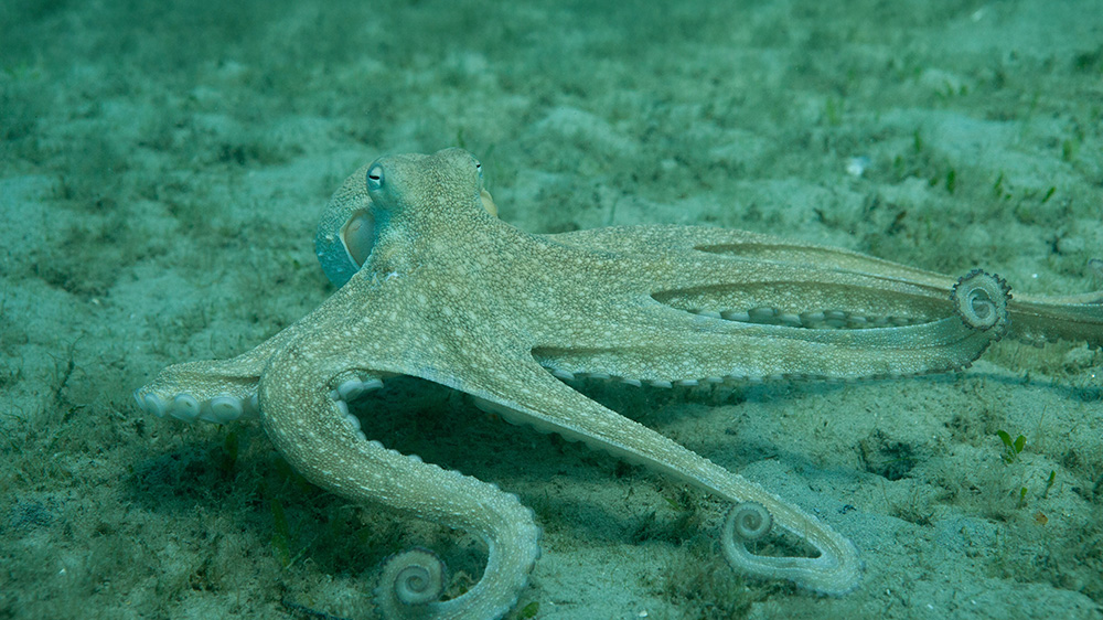 octopus