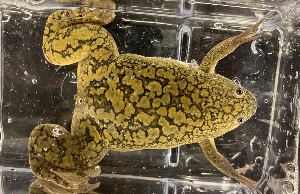 xenopus laevis