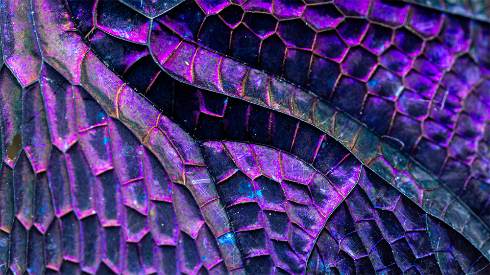 dragonfly wings