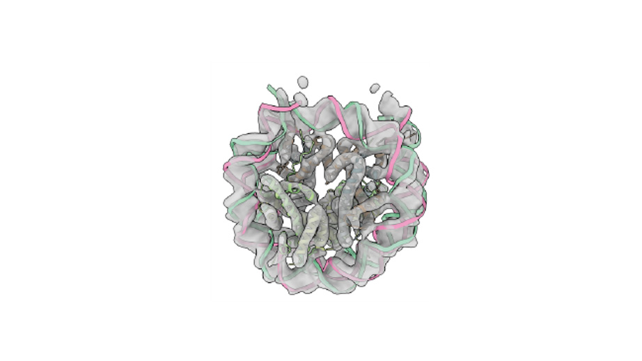 nucleosome