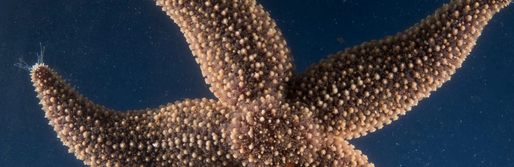 Sea star on blue background