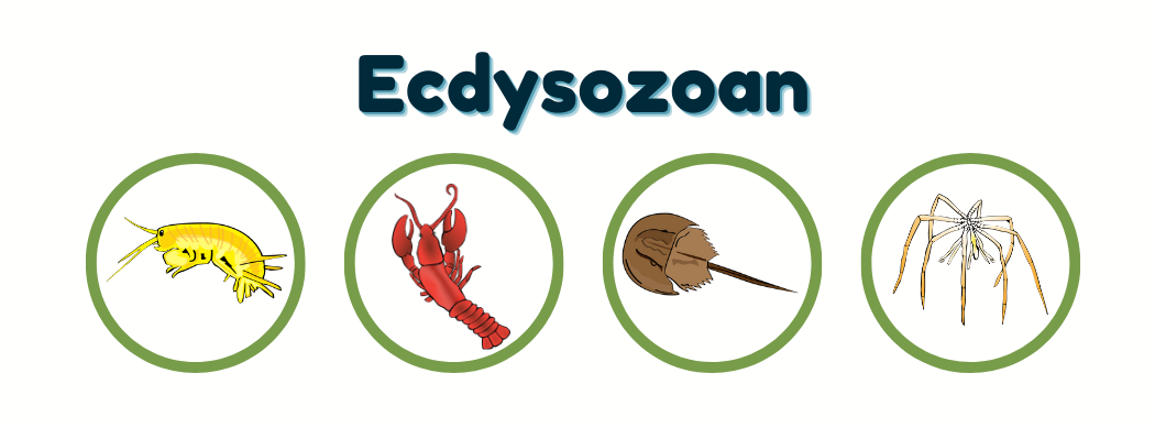 MBL March Madness: Ecdysozoan Division