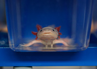 axolots in tank