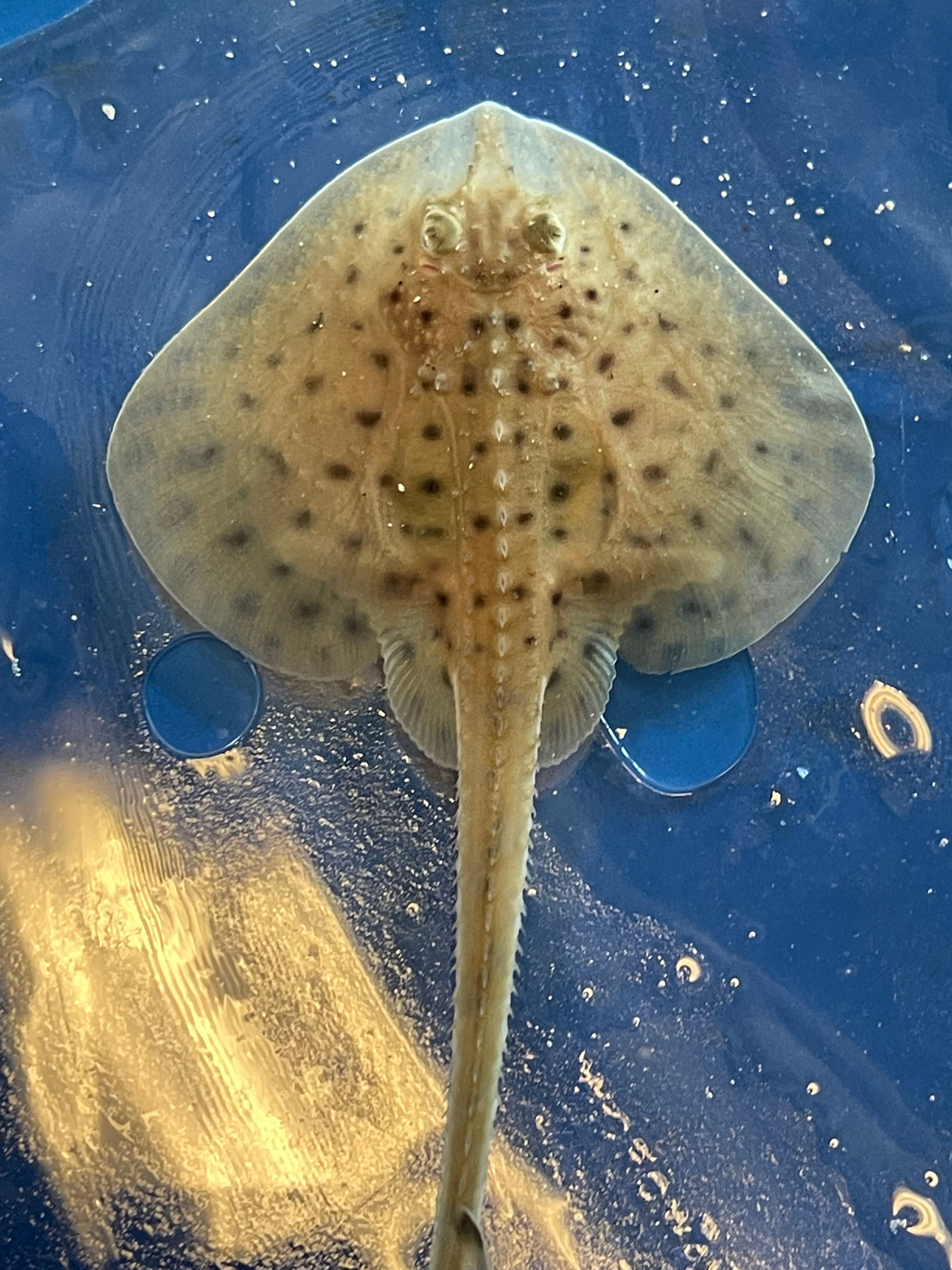 An adult little skate (Leucoraja erinacea) in the MBL Marine Resources Center. Credit: Andres Pruna