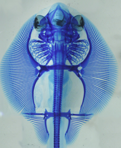 Cartilage staining of little skate embryo. Credit: T. Nakamura and J.L. Gómez-Skarmeta