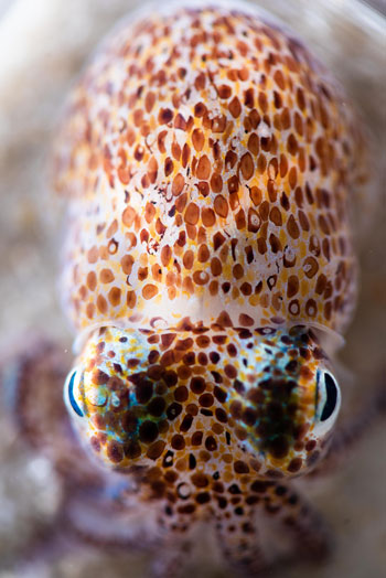 bobtail squid