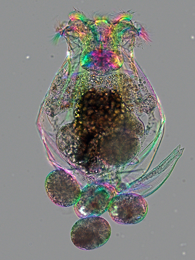 Female rotifer. Credit: MBL scientists Michael Shribak and Kristin Gribble