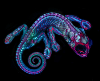 Chameleon embryo imaged by Teresa Zogoda in the MBL Embryology Course. This image received an honorable mention in the 2018 Nikon Small World Competition.