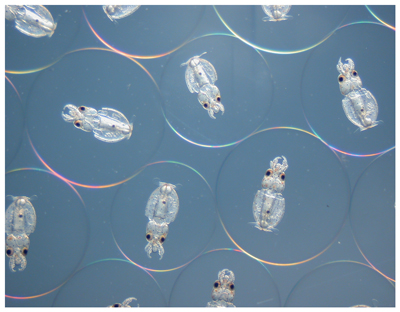 Squid embryos fertilized and cultured in vitro. Credit: MBL Whitman Fellow Karen Crawford, St. Mary’s College of Maryland