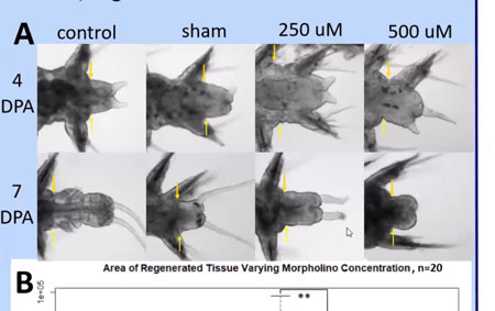 area of regenerated tissue