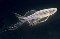 5-zebrafish-credit-imp-vienna
