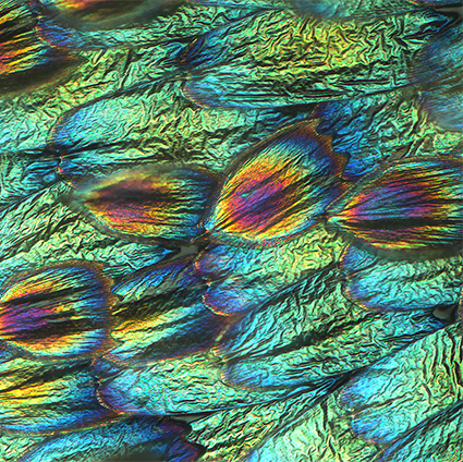 Underside of artificially selected blue buckeye butterfly wing scales, showing their iridescent lamina colors.