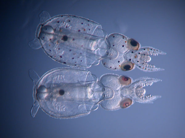 Longfin inshore squid (Doryteuthis pealeii) hatchlings. On top is a control hatchling; note the black and reddish brown chromatophores evenly placed across its mantle, head and tentacles. In contrast, the embryo on bottom was injected with CRISPR-Cas9 targeting a pigmentation gene (Tryptophan 2,3 Dioxygenase) before the first cell division ; it has very few pigmented chromatophores and light pink to red eyes.