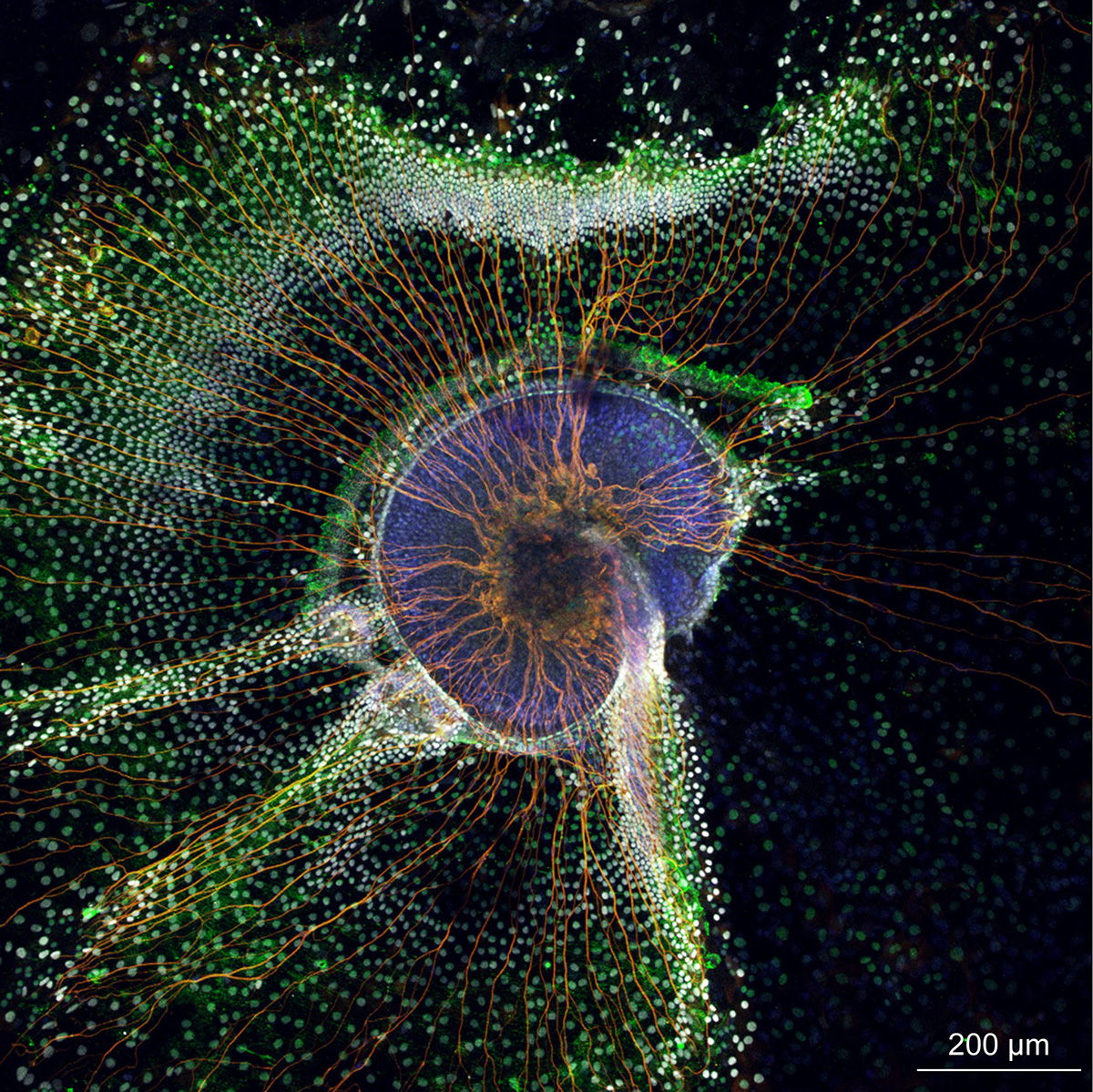 7-mouse-inner-ear-spiral-ganglia-culture-biology-of-inner-ear-course-2017-mirko-scheibinger-copy-2