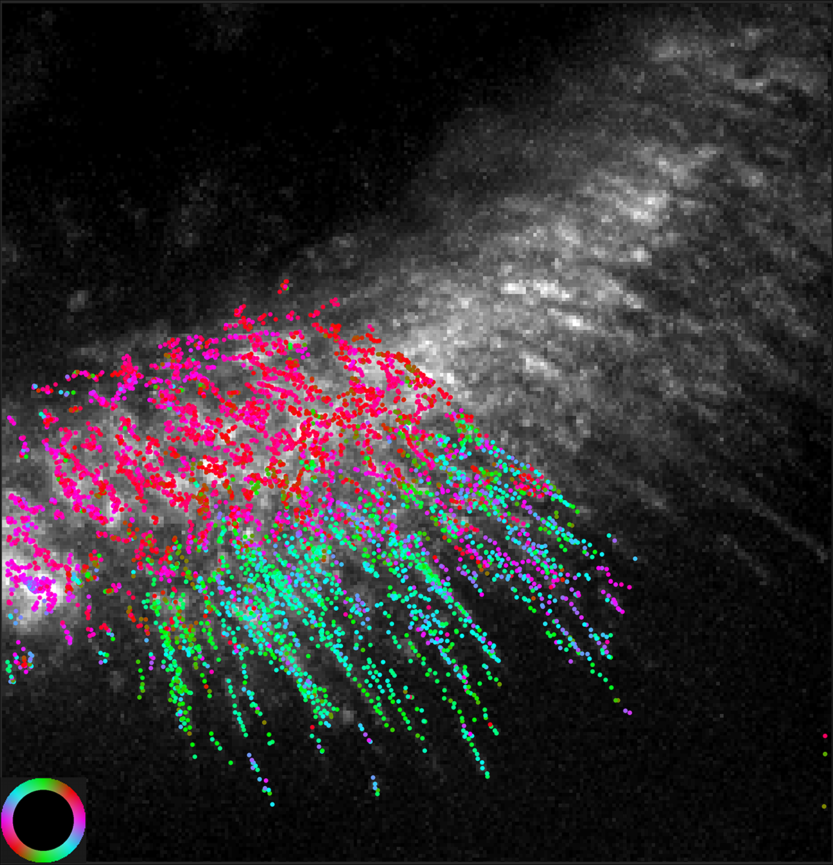 8-molecularorientationcoloroverlay-shalin-mehta-and-tomomi-tani-copy-2