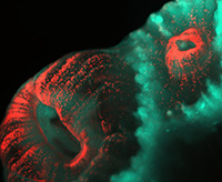 astrangia-poculata-credit-pierre-phillipe-laissue