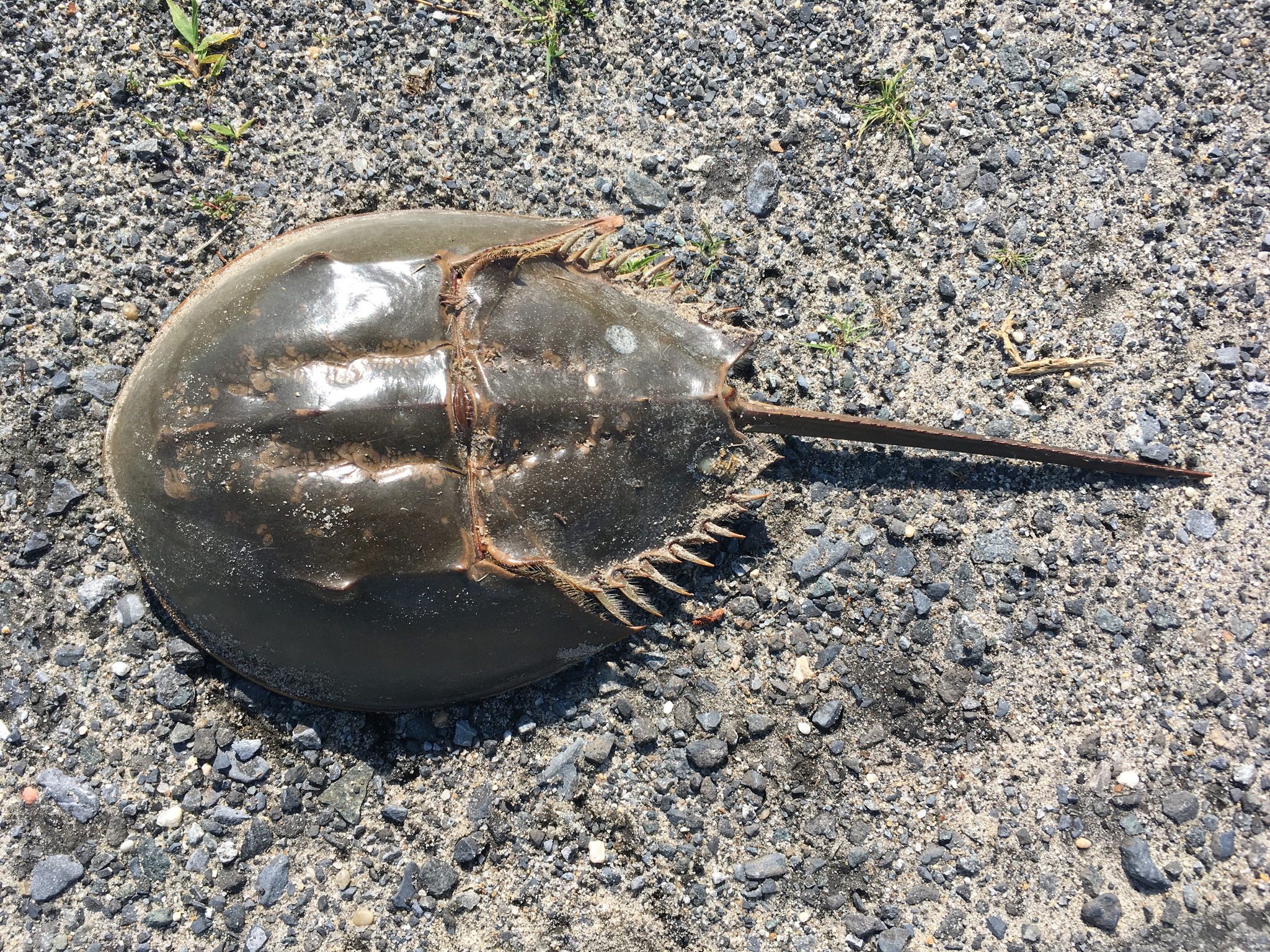 Atlantic horseshoe crab (Limulus polyphemus) on beach. 