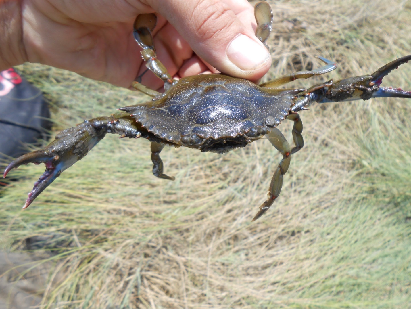 blue crab