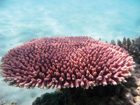 Branching coral Acropora sp. (Photo by Maria Byrne, University of Sydney