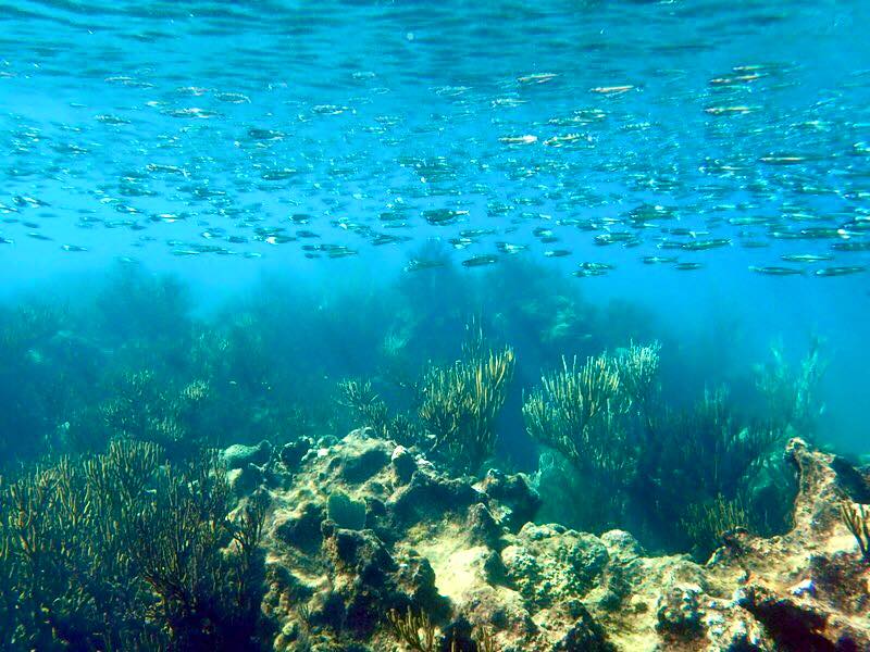 coral reef and fish