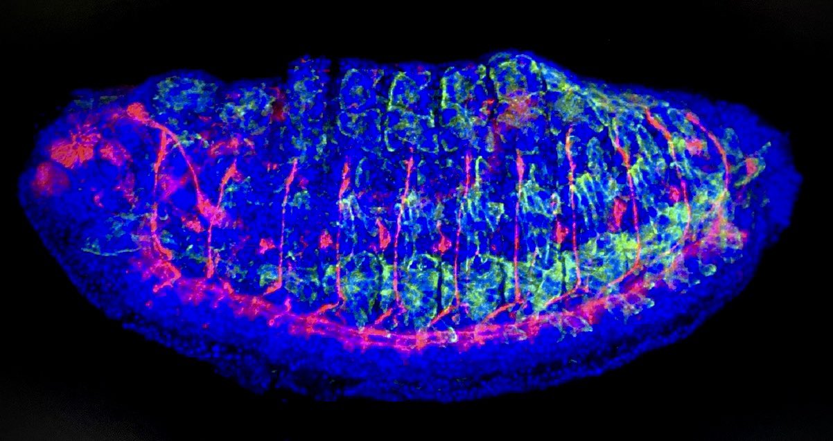 drosophila embryo on zeiss micro