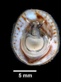 crepidula-fornicata-slipper-limpet-credit-ea-lazo-wasem-yale-peabody-gray-collection