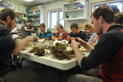 Group sorts tundra for Pluck 2015-07-27pluck-124 Credit Meera Subramanian