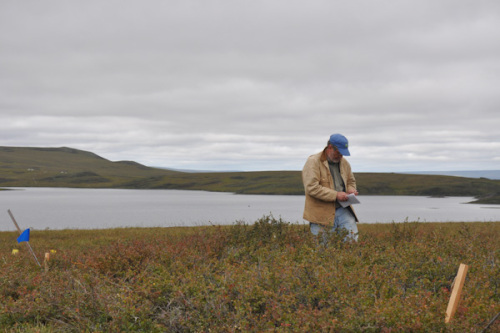 Gus-Shaver-standing-assesses-tundra-plot-2015-07-27pluck-144-Credit-Meera-Subramanian