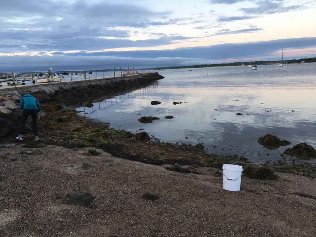 Sleight works with fellow Whitman Center scientist Maryna Lesoway, who is studying the developmental basis of Crepidula sex change, to collect animals in early morning when the tide is out in Woods Hole.