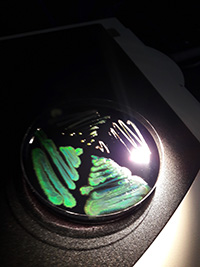 iridescent-marine-bacteria-by-sarah-lawhun