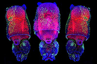 juvenile-loligo-credit-wang-chi-lau-embryology-course13_1080