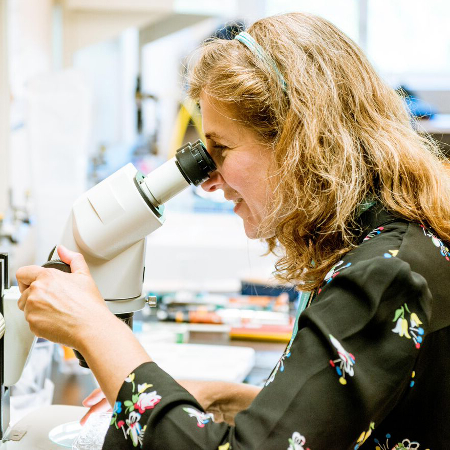 Malamy analyzes a jellyfish specimen under the microscope.