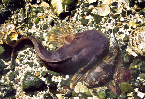 To attract females (bottom), male Pacific midshipman fish (top) sound a continuous low hum for up to an hour. New findings shed light on how these creatures sustain 100 muscle contractions per second. Photo credit: Andrew Bass lab/Cornell University