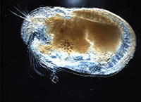 ostracod