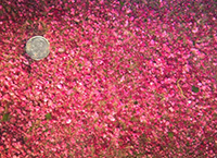pink-berry-microbial-consortia-credit-elizabeth-wilbanks