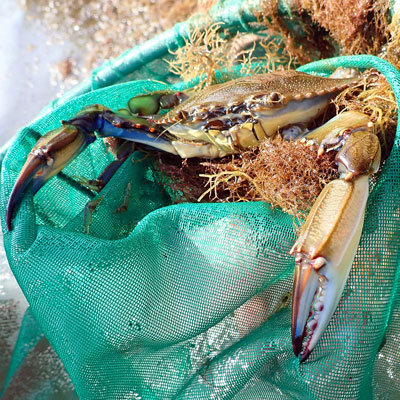 Blue Crab. Credit: Loretta Roberson.