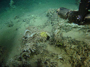 Hexadella dedritifera (yellow) being sampled with the ROV Victor in the deep-sea reefs in Europe. Photo credit: Ifremer, France.