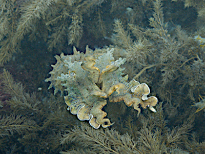 Sepia apama (giant Australian cuttlefish) expressing its papillae for camouflage purposes. Credit: Roger Hanlon