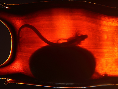 Backlit egg case of a little skate embryo showing emerging pectoral and pelvic fins, external gills, and a large yolk. Credit: Katharine Criswell and Robert Criswell