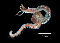 Streblospio benedicti
