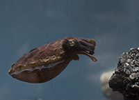 stumpy-cuttlefish-sepia-bandensis2-tkleindinst