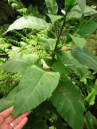 Nicotiana tabacum, tobacco (Plant, Solanaceae), New Zealand: Naturalised leaves Kawau Island, New Zealand part of a walk from Newton's Wharf, up the back of Swansea Bay, over to the top of Mt. Taylor, and back down into Swansea Bay back to the wharf