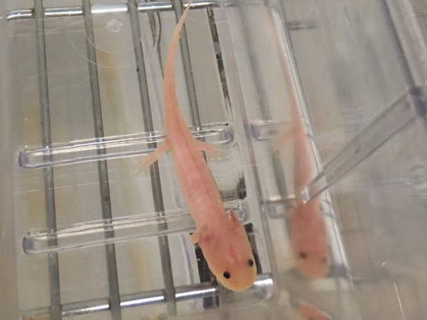 Mexican salamander or Axolotl. Credit: Jane Marks