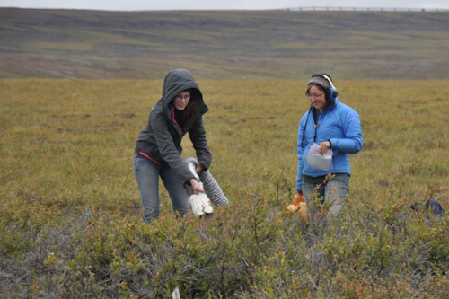 Vacuuming up critters for Toolik Pluck 2015-07-27pluck-190 Credit Meera Subramanian