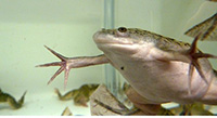 xenopus-laevis-credit-nxr_mbl