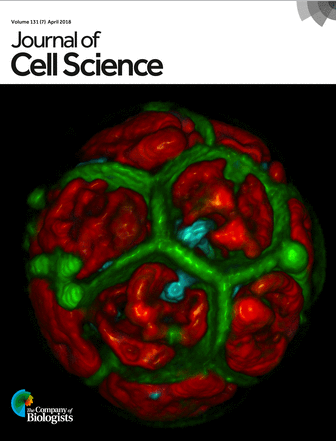 Journal cover photo (above): Sixteen daughter cells still packed within the mother cell wall of a desiccation-tolerant green microalga Acutodesmus bajacalifornicus. Volume was rendered from confocal z-stacks and shows daughter cell membranes (green), nuclei (blue) and chloroplasts (red) after multiple fission of the single mother cell. Z. Cardon et al.