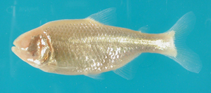 The eyeless cavefish Astyanas mexicanus. These fish begin to develop eyes but then lose them as the embryo matures. They are also depigmented, unlike their surface-dwelling ancestors. This is one of the few cave animals in which the surface-dwelling ancestor is not extinct, which allows scientists to compare them genetically. Credit: William Jeffery