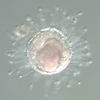 ciona-embryo2-credit-mbl-logan-science-journalism-program