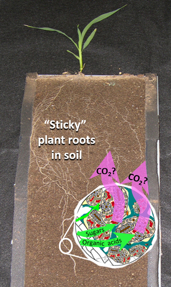 Photo illustration of soil and roots by Zoe Cardon